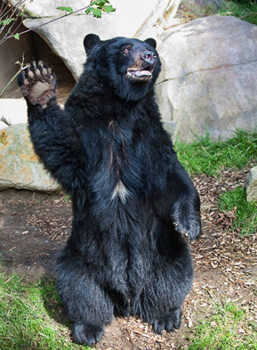 Perhaps an amazing dancing bear will show up?